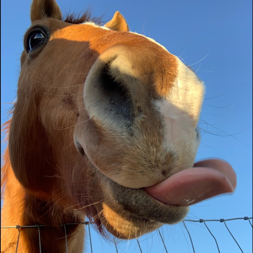 Meet your Posher, Ryleigh